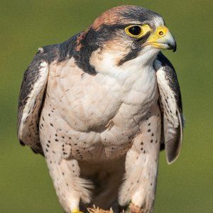 Meet your Posher, Michael